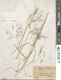 Aristida cyanantha image