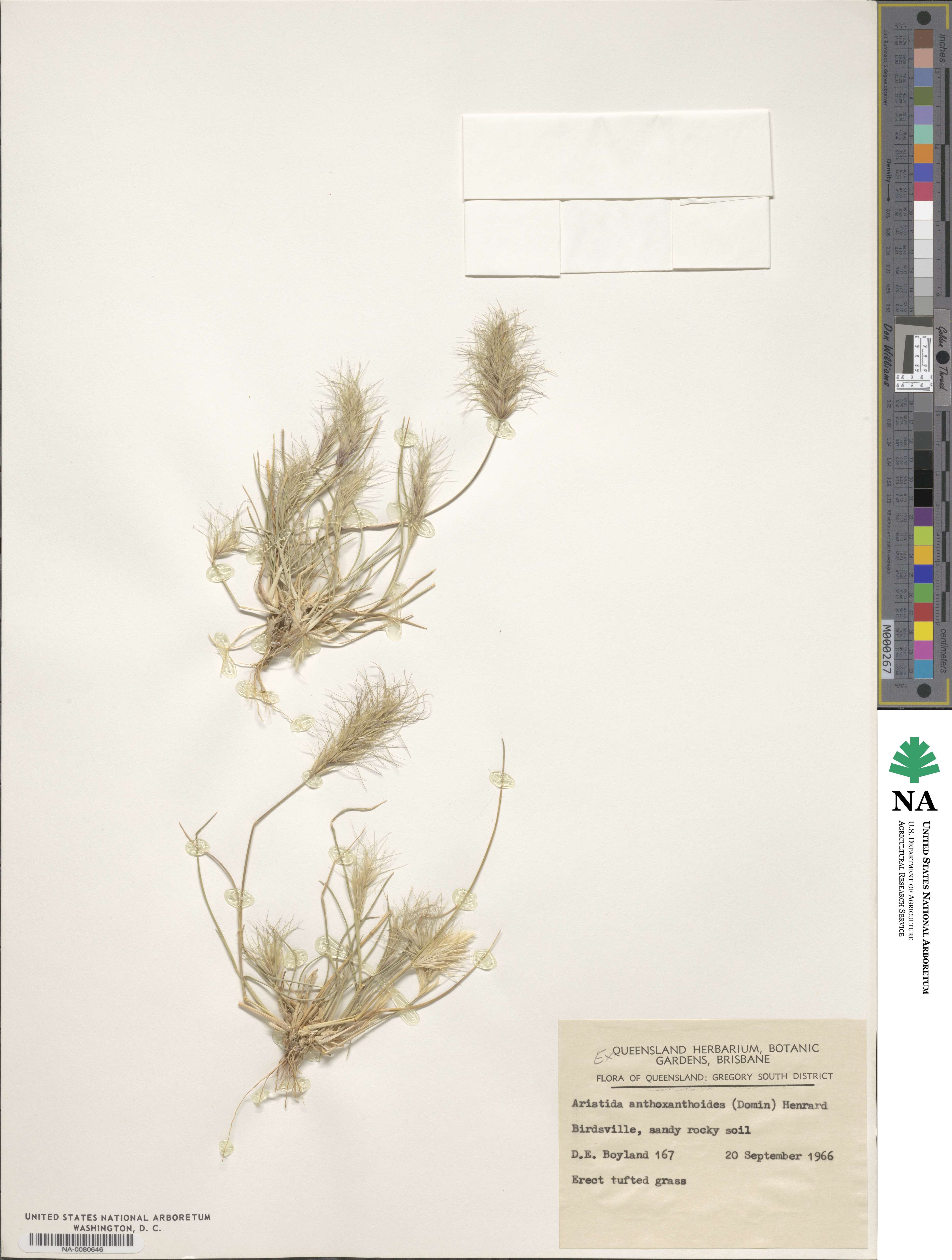 Aristida anthoxanthoides image