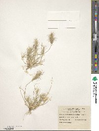 Image of Aristida anthoxanthoides