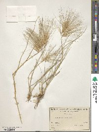 Image of Aristida behriana