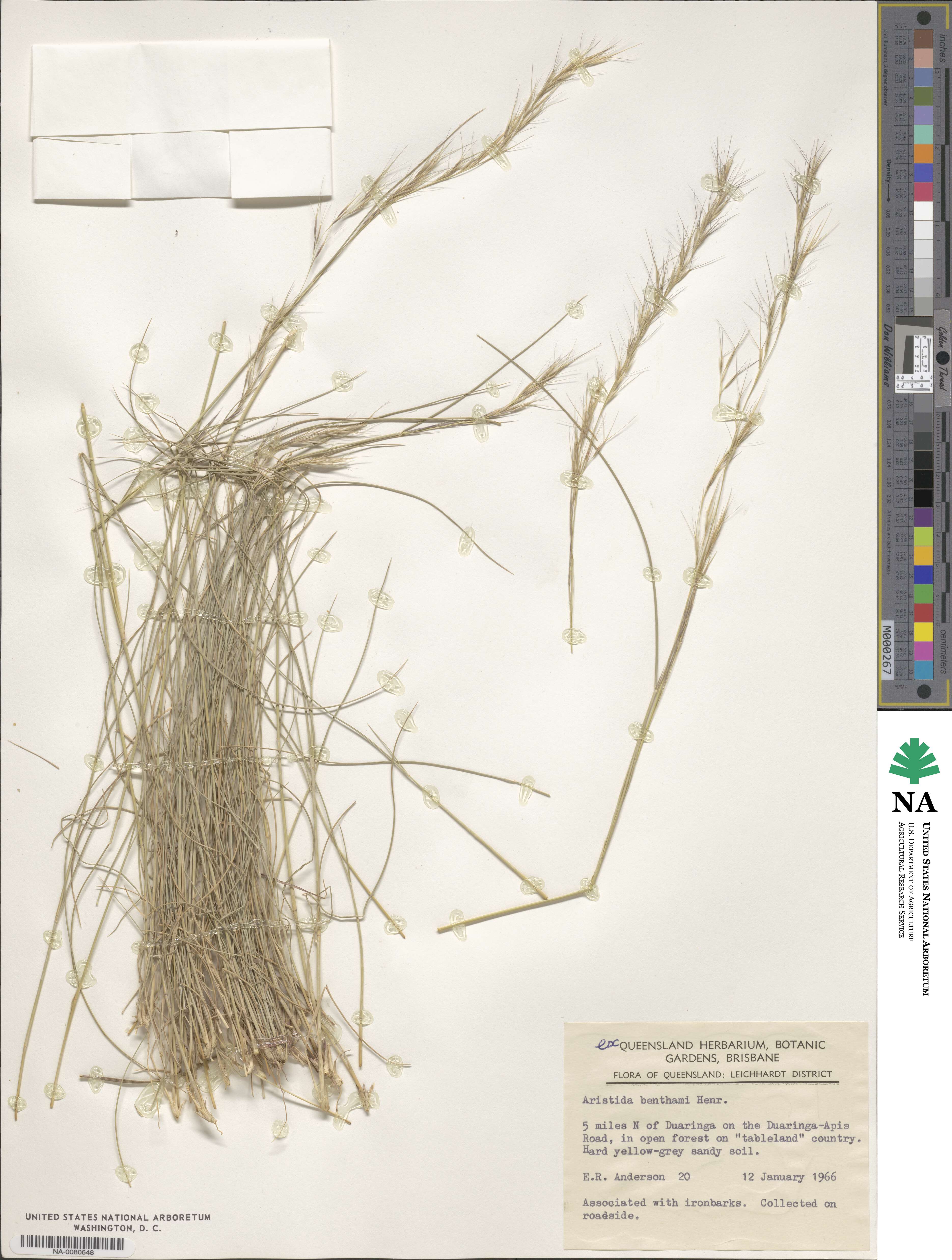 Aristida benthamii image