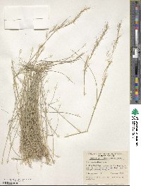 Image of Aristida benthamii