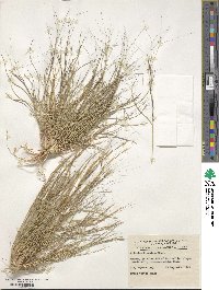 Aristida holathera var. holathera image