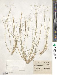 Aristida holathera var. holathera image