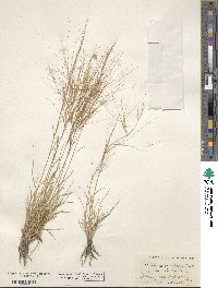 Aristida purpurea image