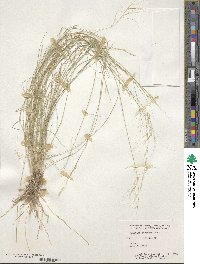 Aristida purpurea image