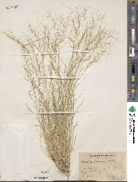 Aristida purpurea image