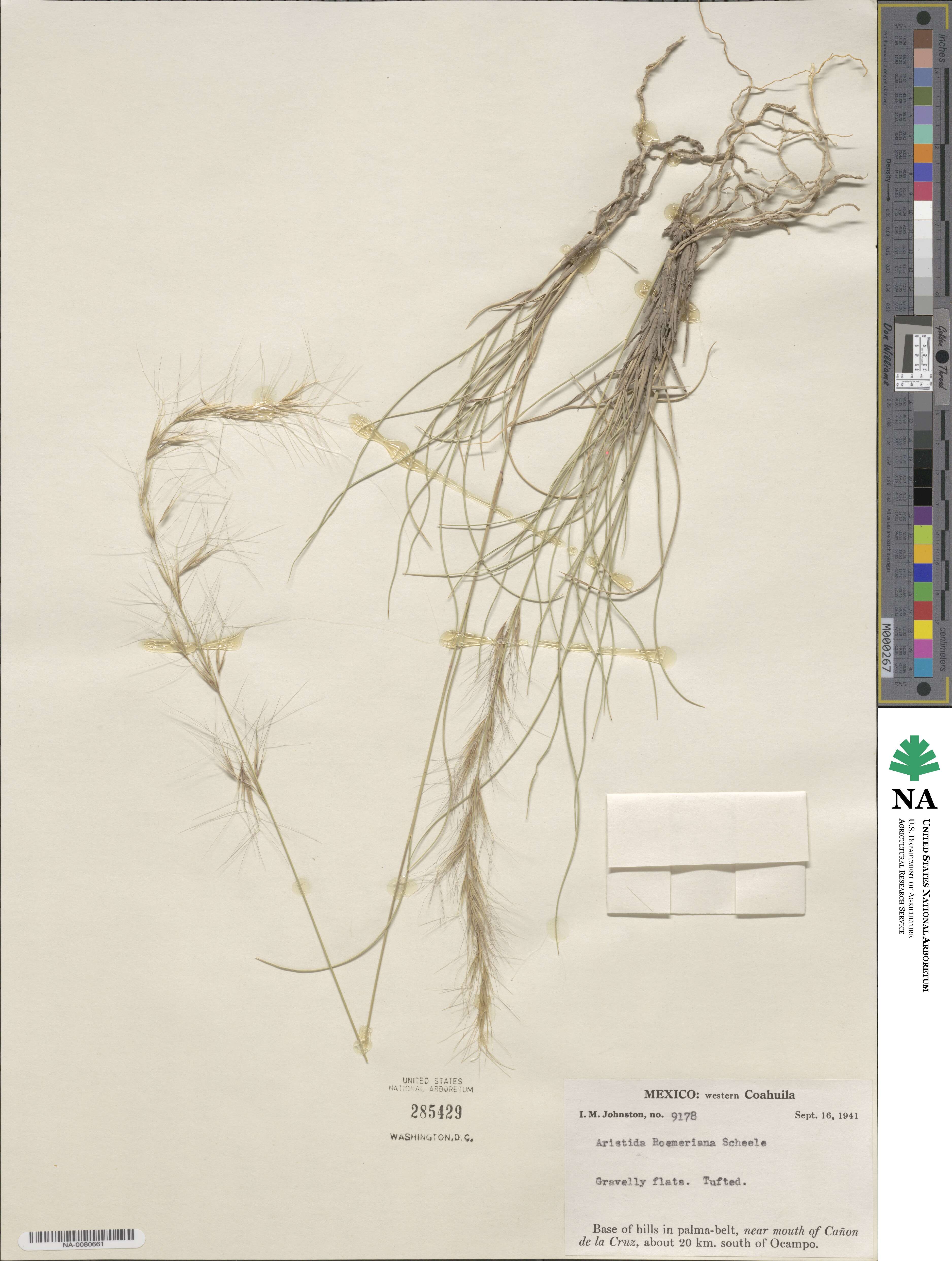 Aristida purpurea image