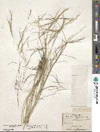 Aristida schiedeana image