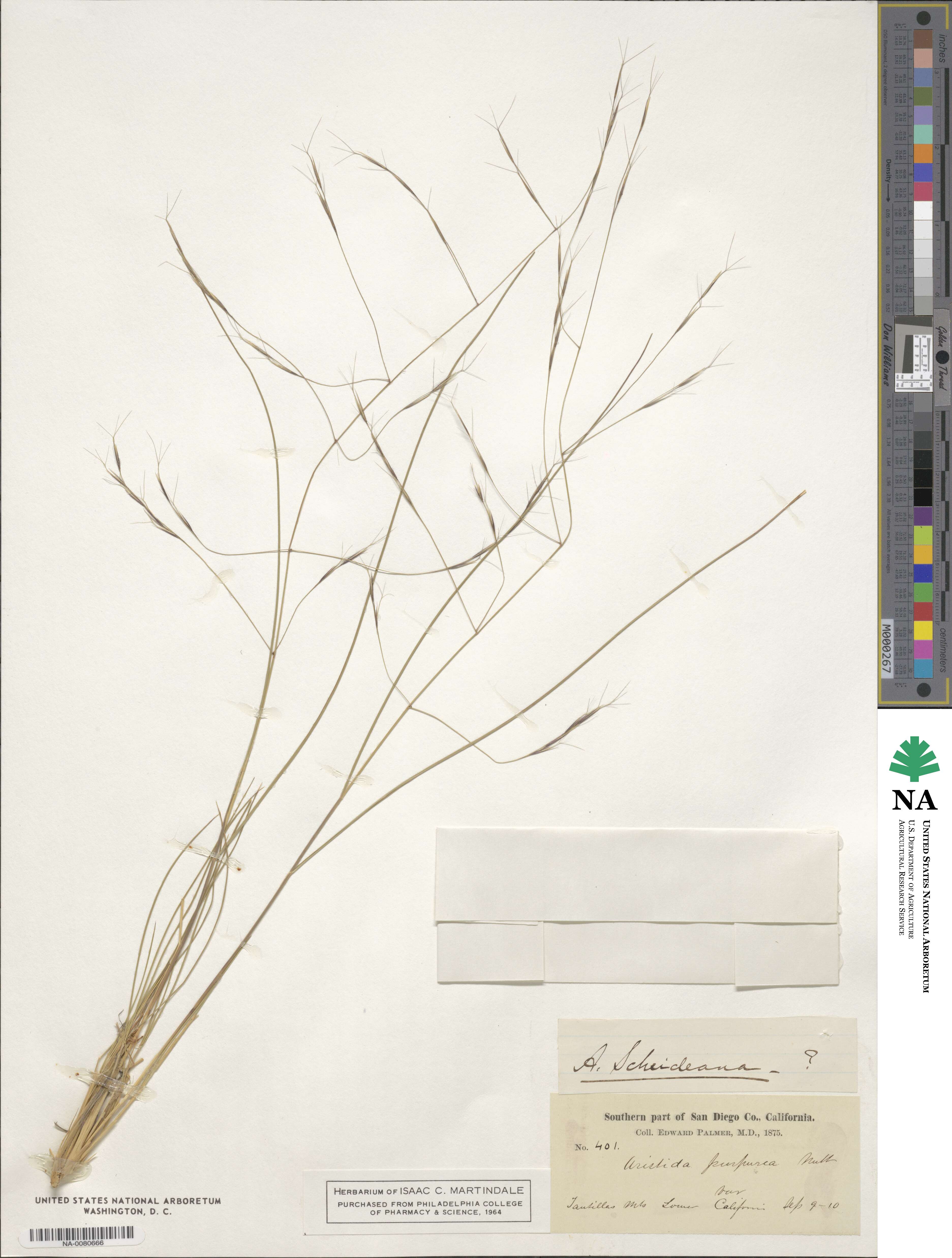 Aristida schiedeana image