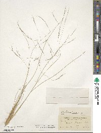 Aristida schiedeana image