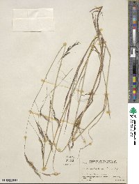 Aristida schiedeana image