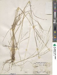 Aristida schiedeana image