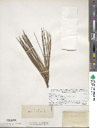 Pinus resinosa image