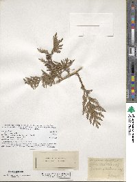 Thuja occidentalis image