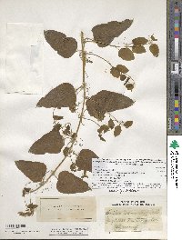 Image of Smilax lasioneura