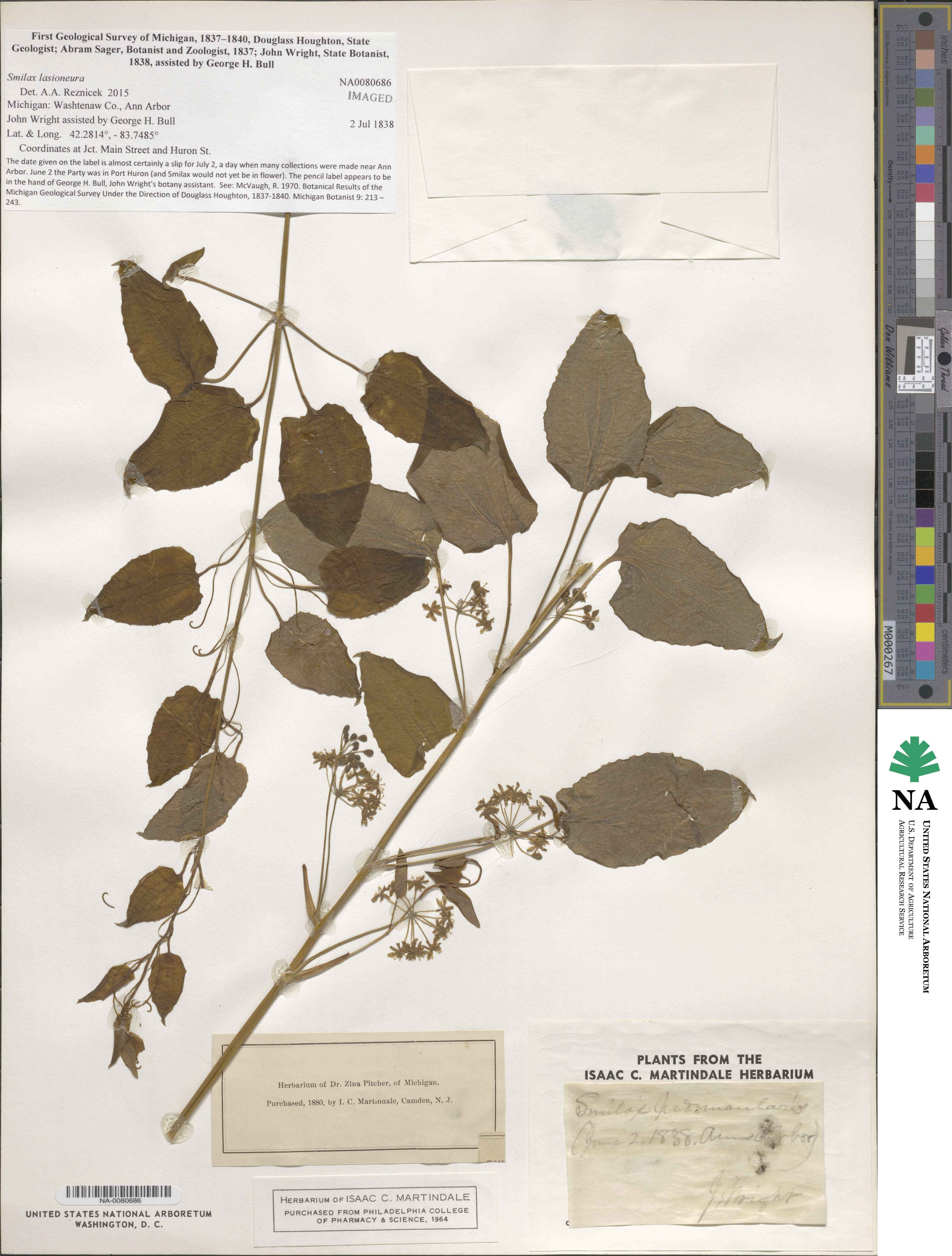 Smilax lasioneura image