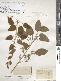 Smilax lasioneura image