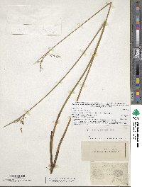 Image of Juncus balticus