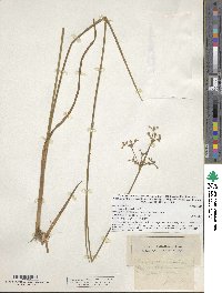 Image of Juncus canadensis