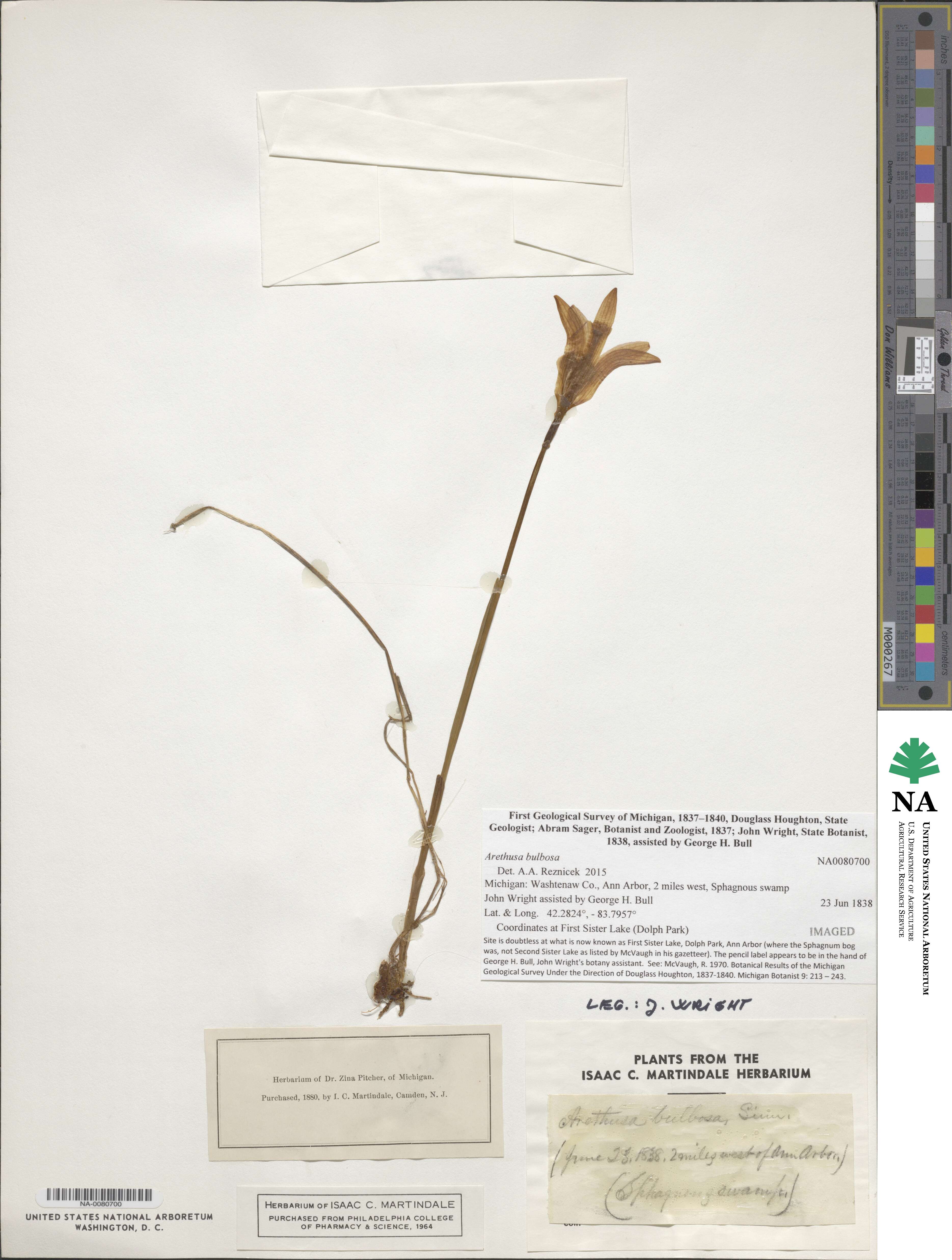 Arethusa bulbosa image