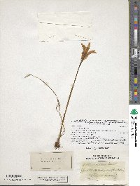 Arethusa bulbosa image