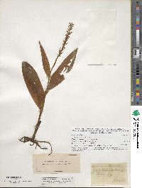 Image of Platanthera flava