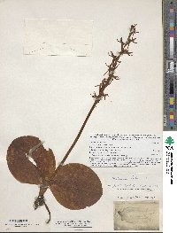 Image of Platanthera hookeri