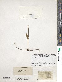 Image of Pogonia ophioglossoides