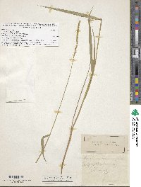 Elymus violaceus image