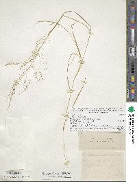 Agrostis perennans image