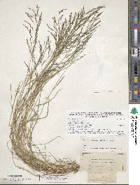 Eragrostis pectinacea image