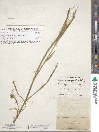 Glyceria striata image