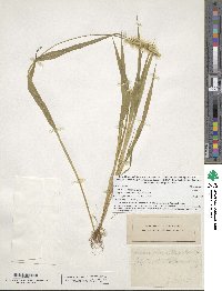 Setaria viridis image