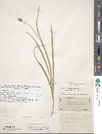 Carex cephalophora image