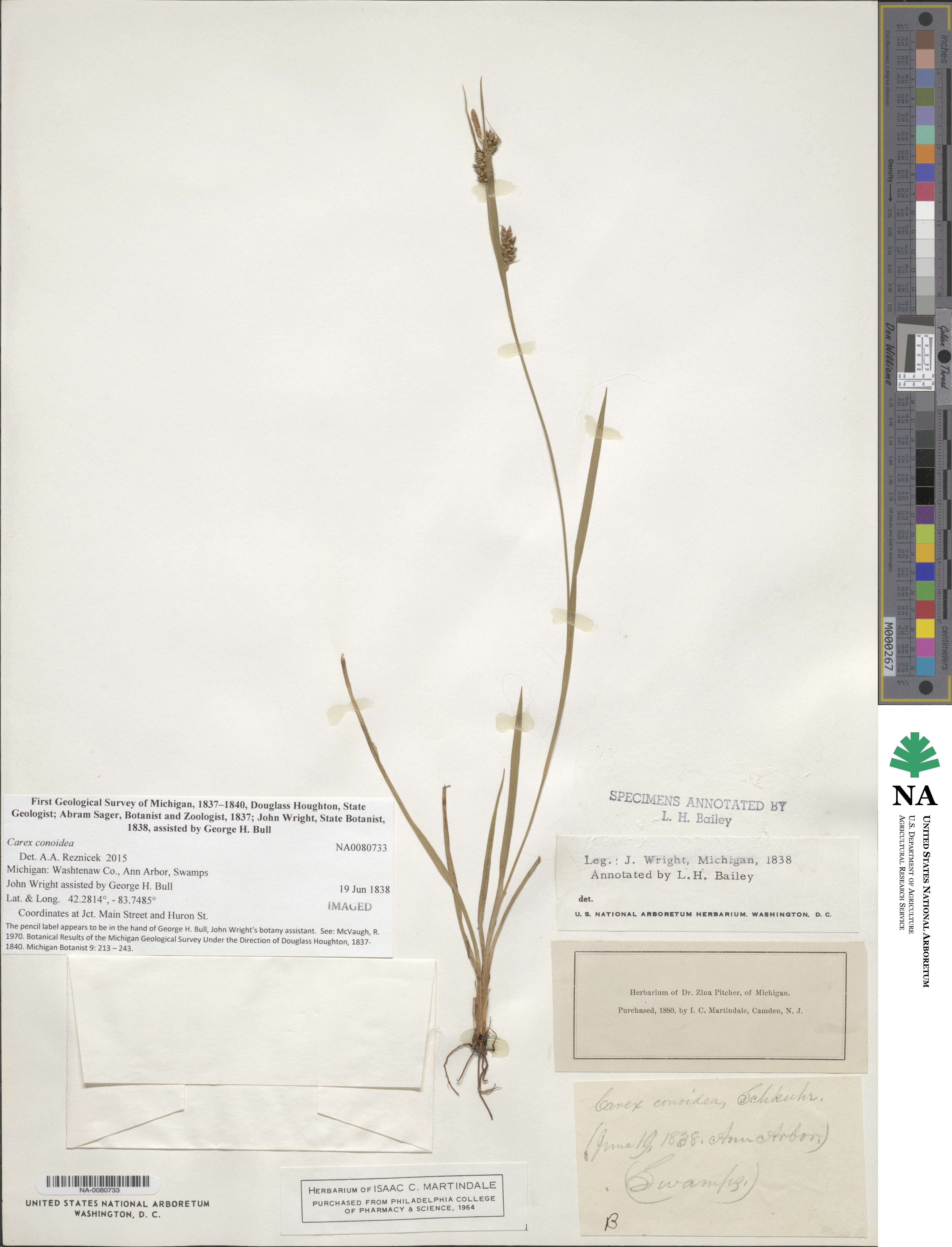 Carex conoidea image