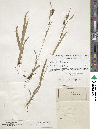 Carex granularis image