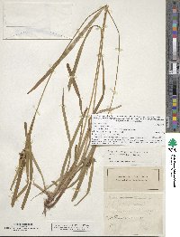 Carex intumescens image