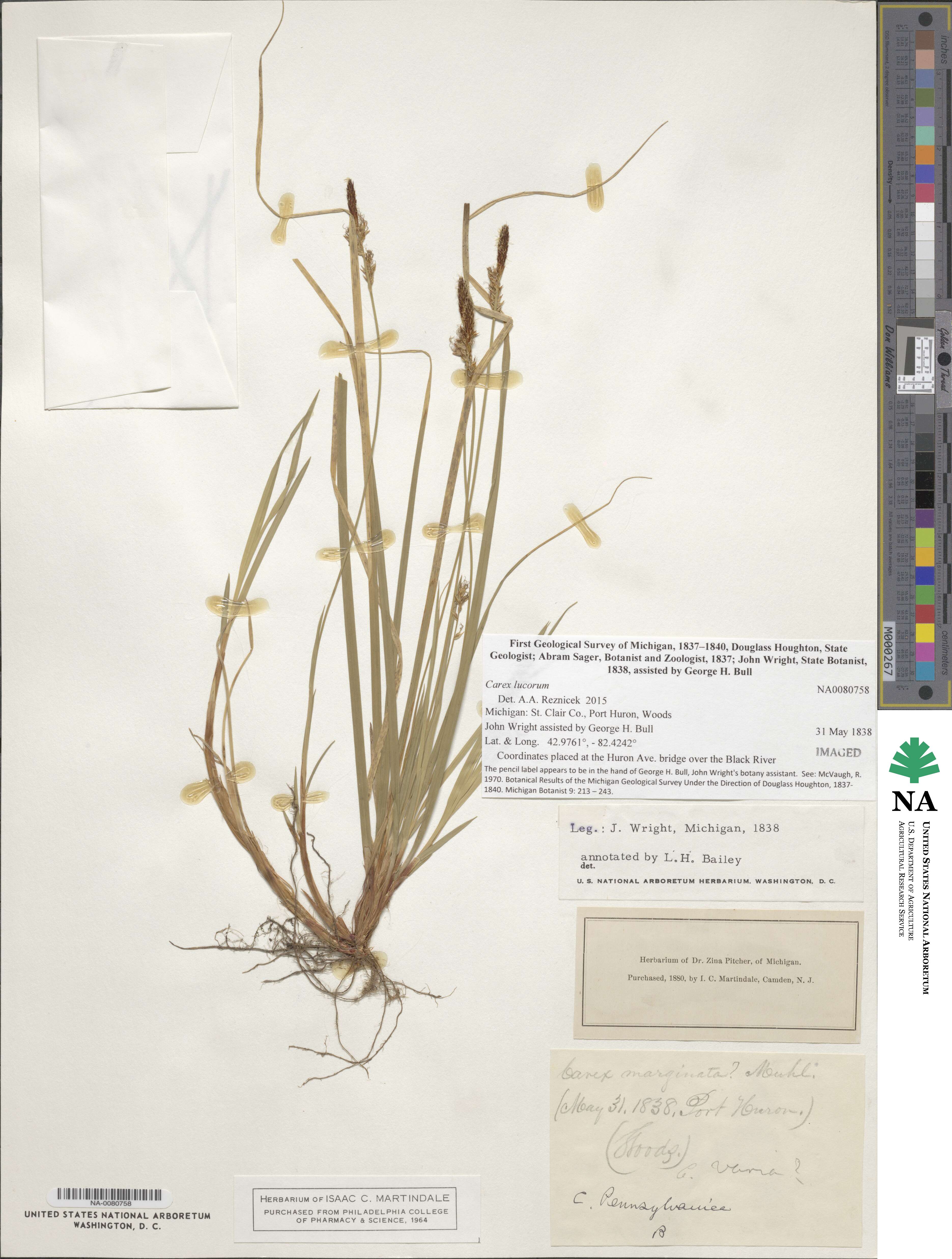 Carex lucorum image