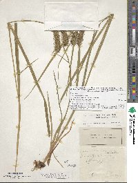 Carex lurida image