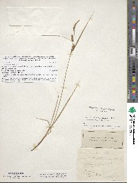 Carex pellita image