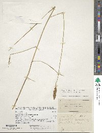 Carex sartwellii image