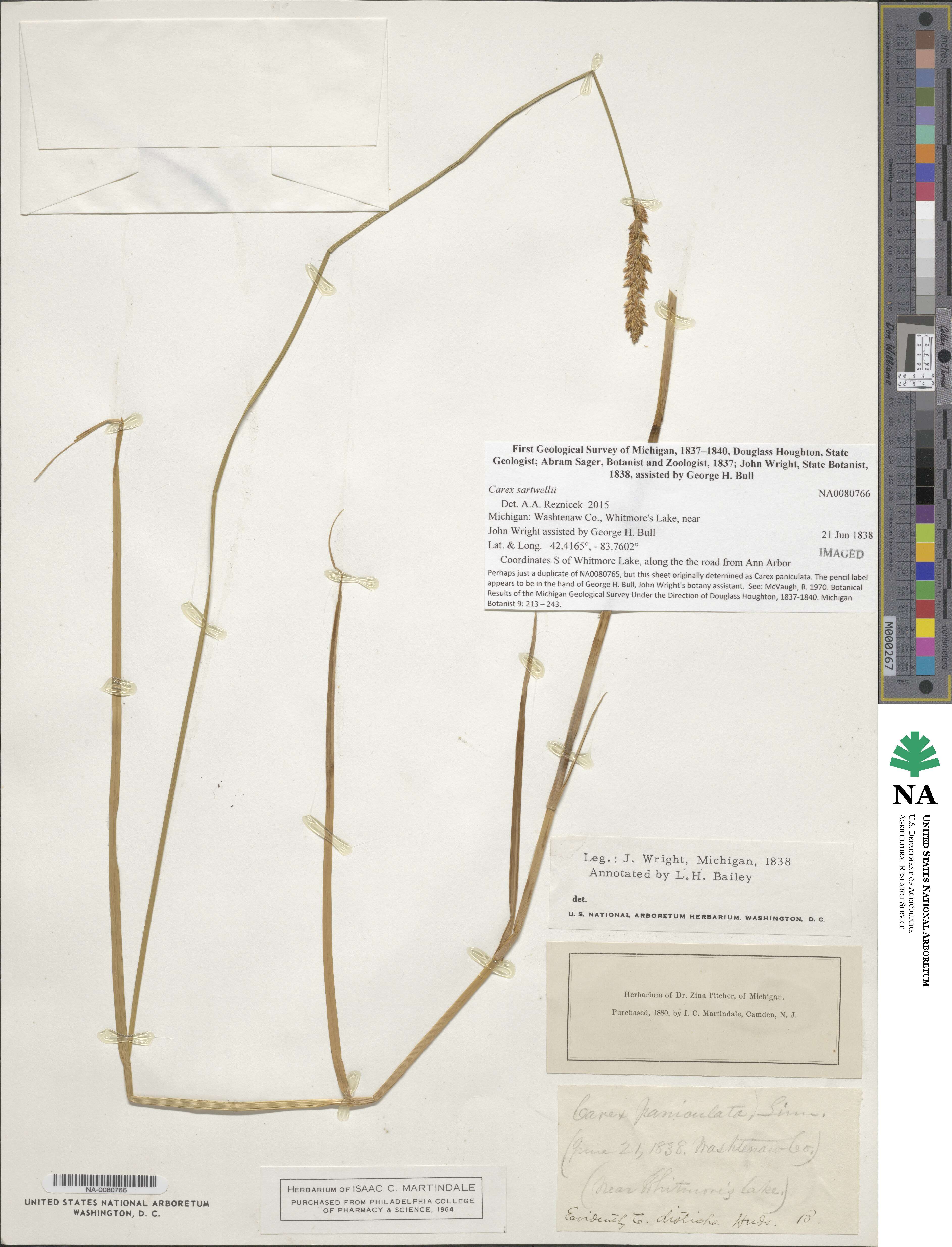 Carex sartwellii image