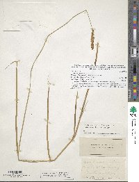 Carex sartwellii image