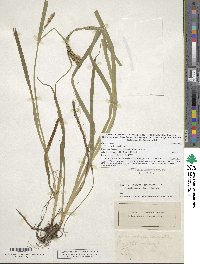 Carex scabrata image