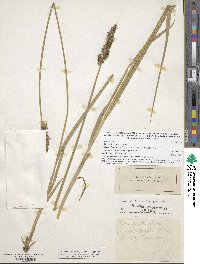 Carex stipata image