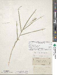 Carex tribuloides image