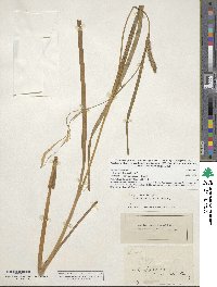 Carex trichocarpa image