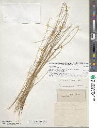 Carex trisperma image