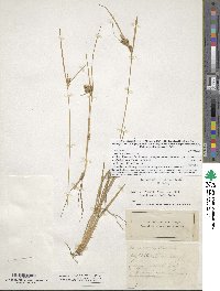 Carex viridula image